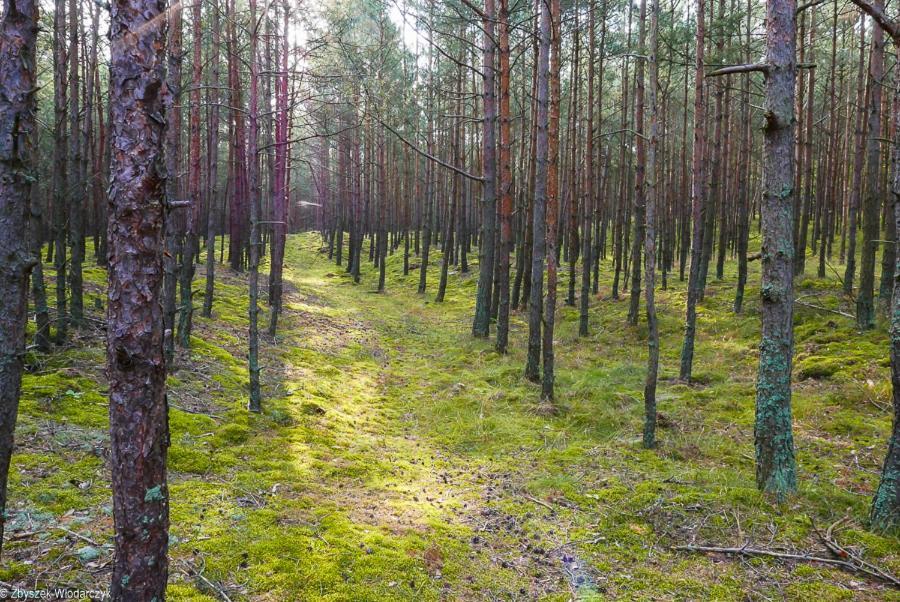 Dworek Bursztynowe Piaski Gdańsk Kültér fotó